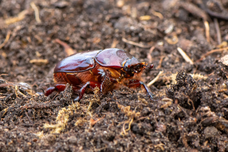 Nashornkäfer- Weibchen (European rhinoceros beetle)