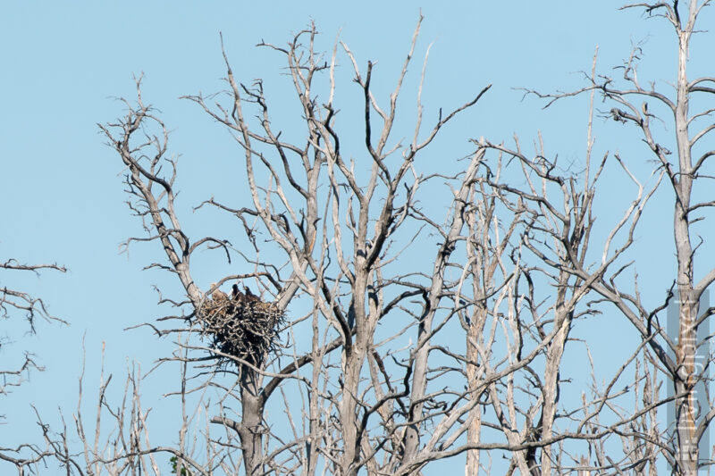 Seeadler (Sea eagle)