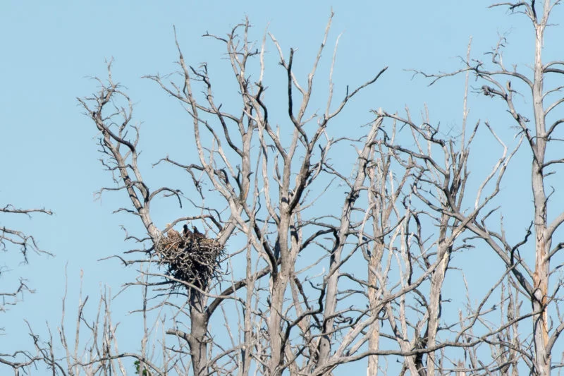 Seeadler (Sea eagle)