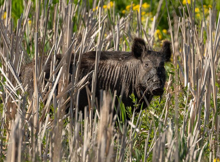 Wildschwein (Wild pig)