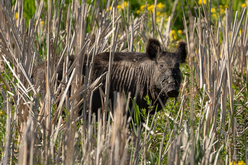 Wildschwein (Wild pig)