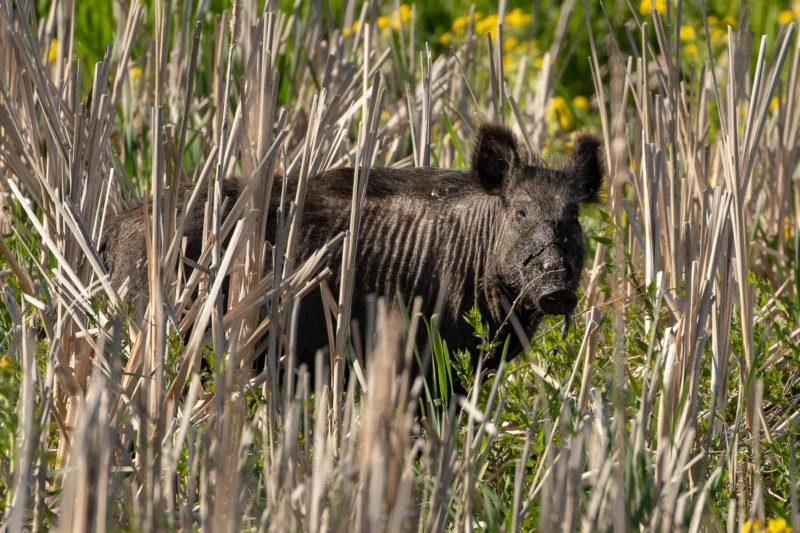 Wildschwein (Wild pig)