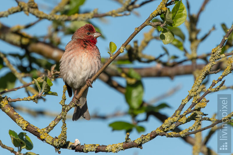 Karmingimpel (Common rosefinch)