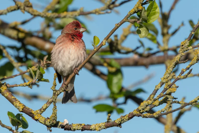 Karmingimpel (Common rosefinch)
