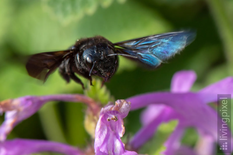 Große Blaue Holzbiene (Violet Carpenter Bee)