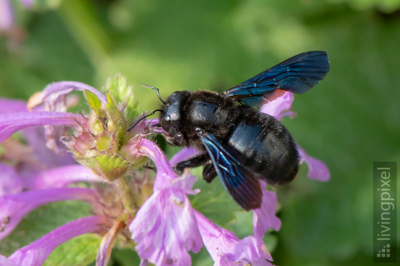 Große Blaue Holzbiene (Violet Carpenter Bee)