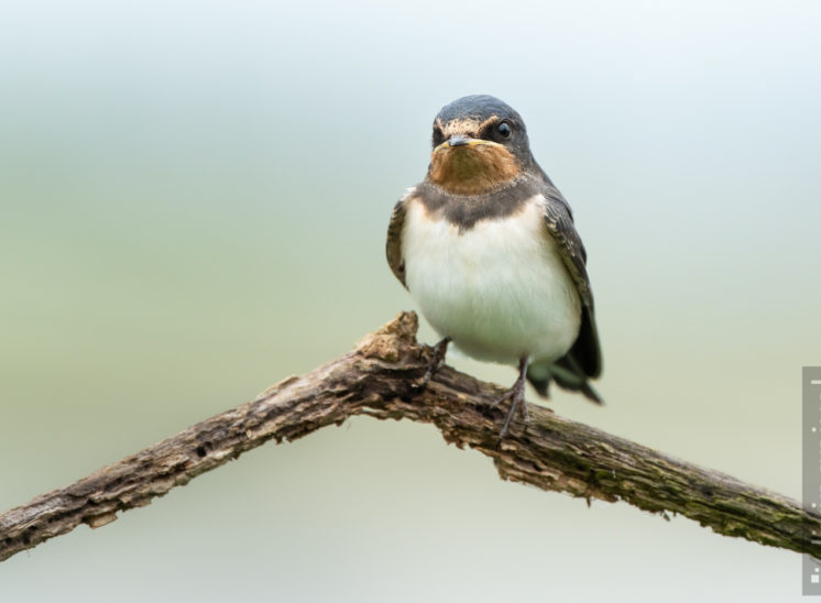 Rauchschwalbe (Barn swallow)