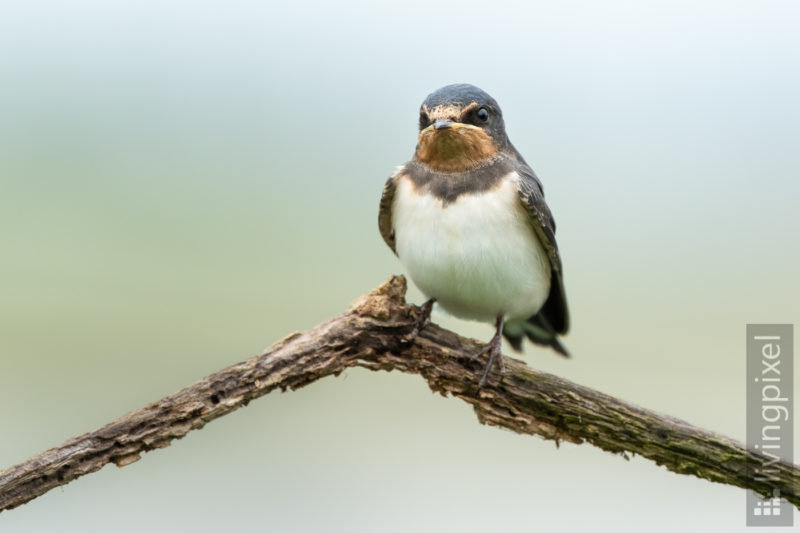 Rauchschwalbe (Barn swallow)