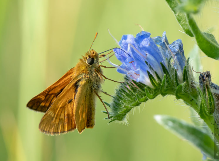 Braunkolbiger Dickkopffalter (Small skipper)