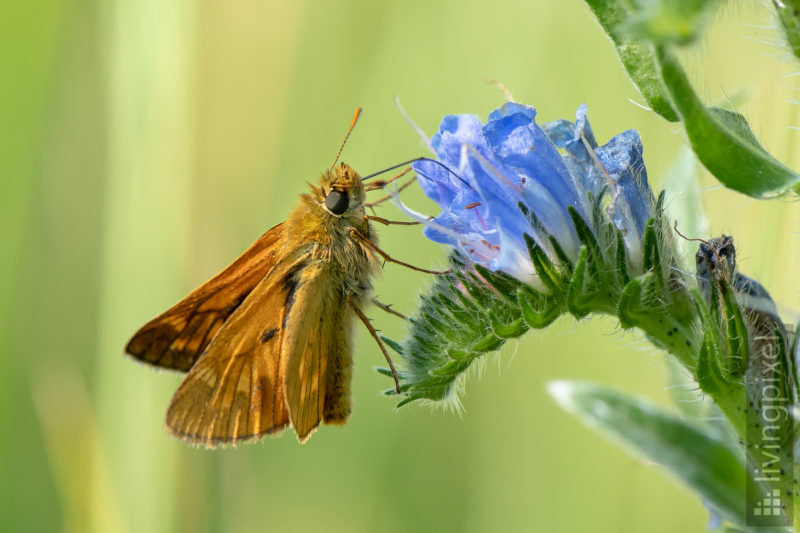 Braunkolbiger Dickkopffalter (Small skipper)