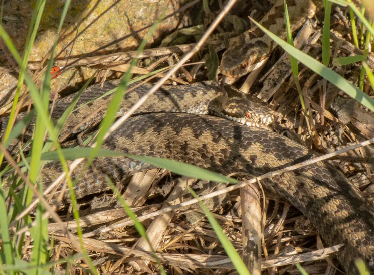 Kreuzotter (European adder)