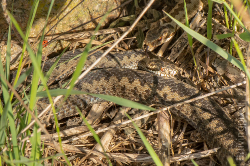 Kreuzotter (European adder)