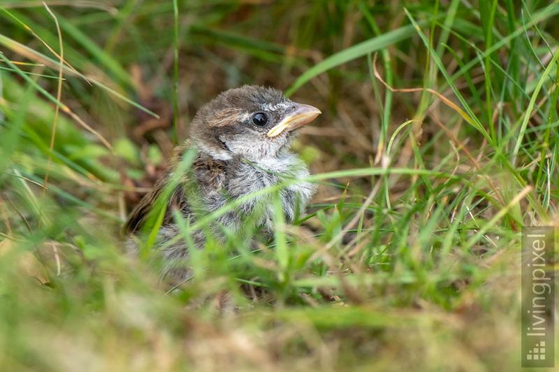 Spatz (Sparrow)