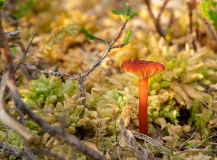 Pilz (Mushroom)