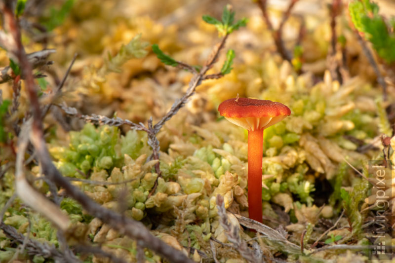 Pilz (Mushroom)