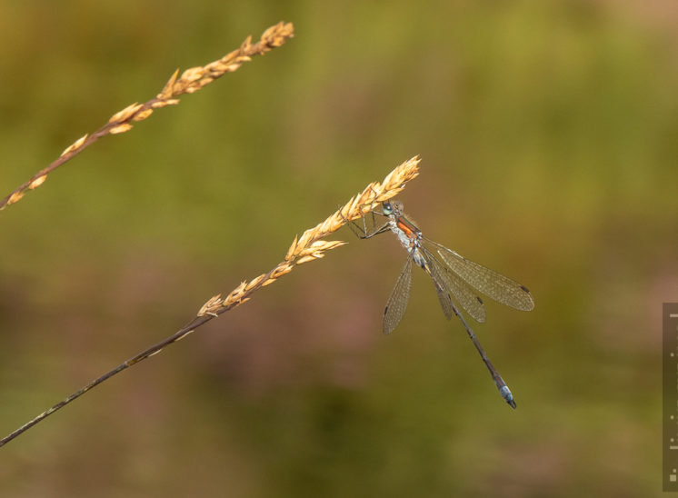 Libelle (Dragon fly)