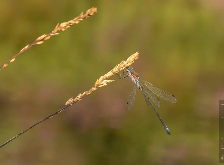 Libelle (Dragon fly)