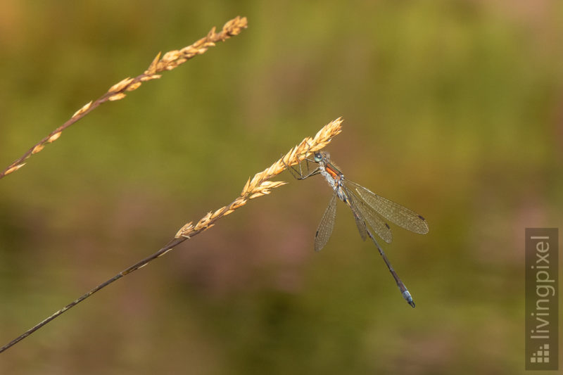 Libelle (Dragon fly)