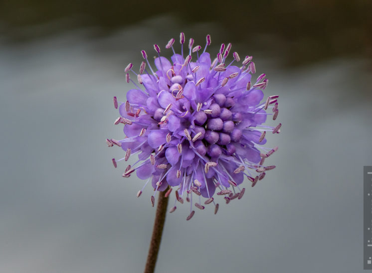 Lila Blume (Violet blossom)