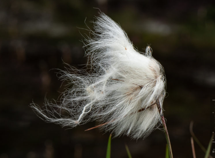 Wollgras (Cotton grass)