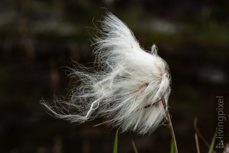 Wollgras (Cotton grass)