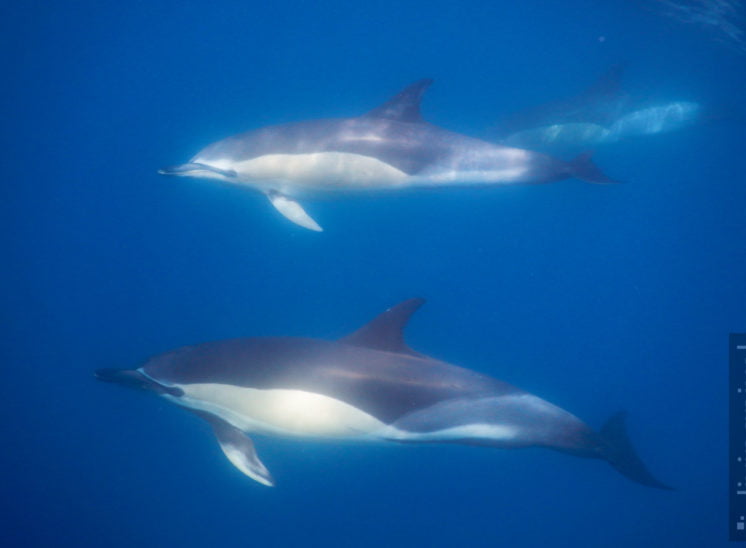 Gemeiner Delfin (Short-beaked common dolphin)