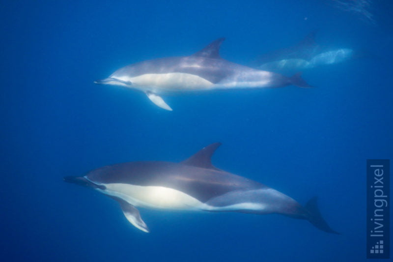 Gemeiner Delfin (Short-beaked common dolphin)