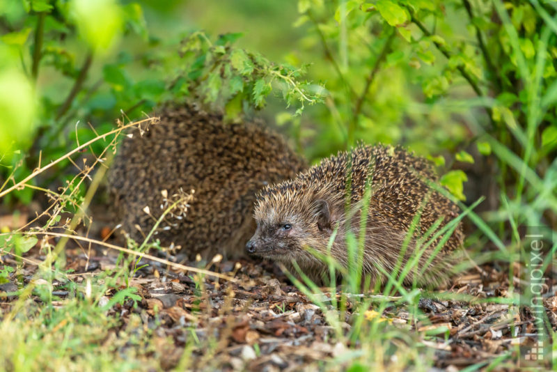 Igel (Hedgehog)