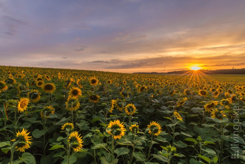 Sonnenblumenfeld