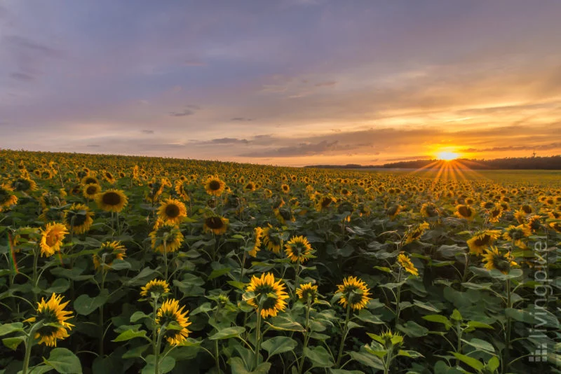 Sonnenblumenfeld