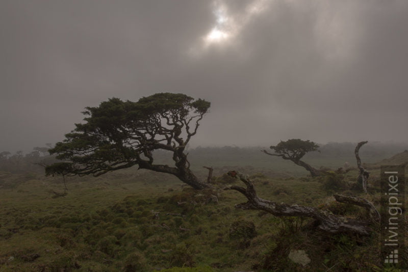 Nebel im Hochland