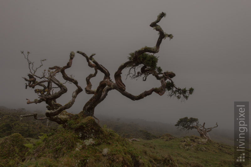 Nebel im Hochland