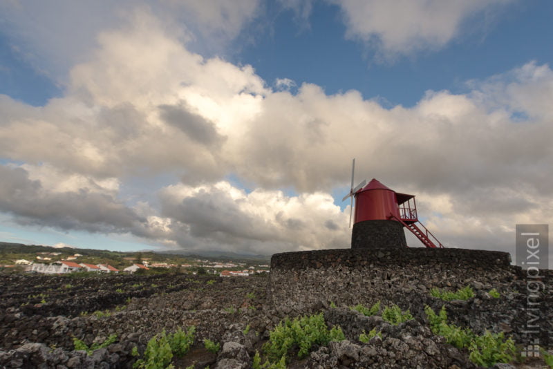 Windmühle in den Weinbergen