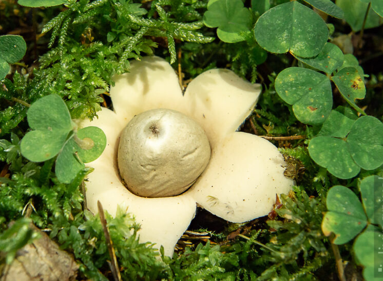 Erdstern (Geastrum)