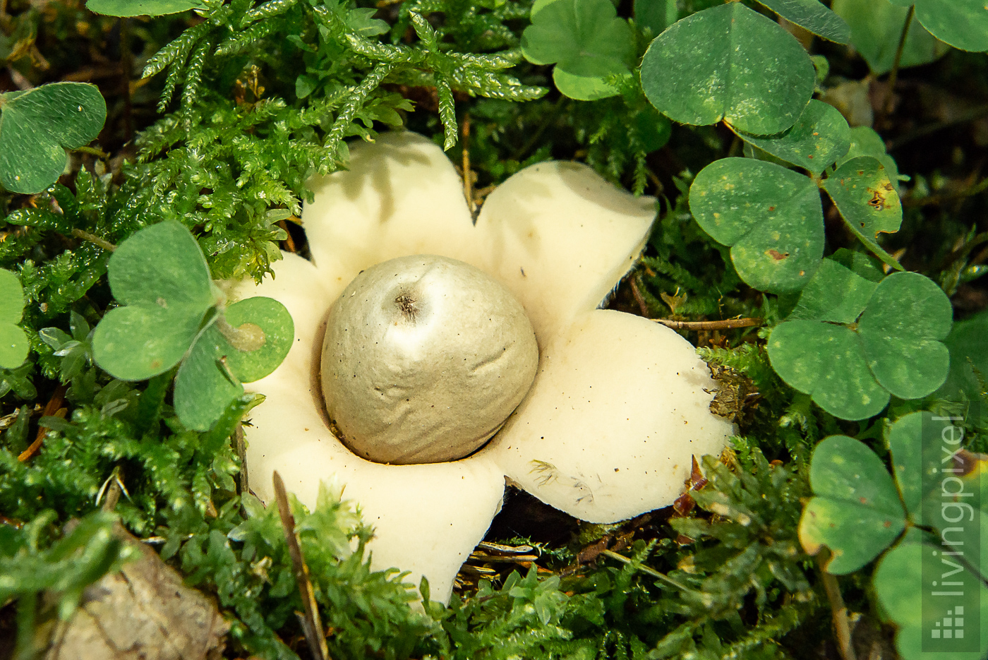 Erdstern (Geastrum)