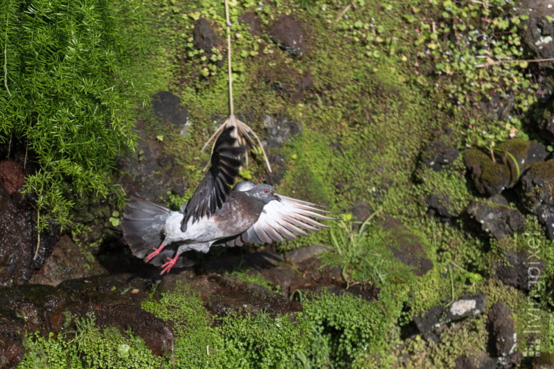 Stadttaube (Domestic pigeon)