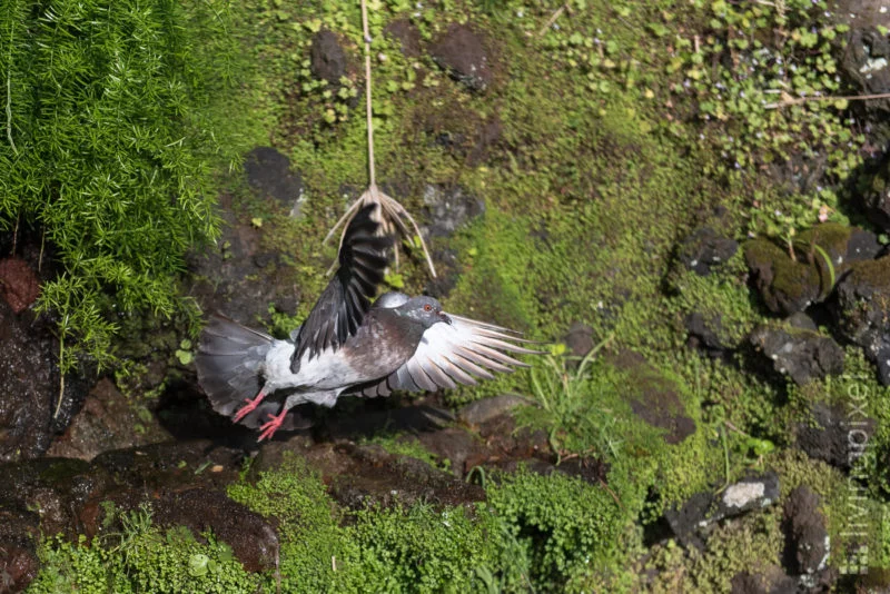 Stadttaube (Domestic pigeon)