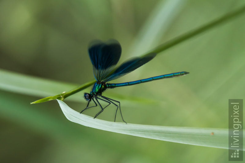 Gebänderte Prachtlibelle (Banded demoiselle)