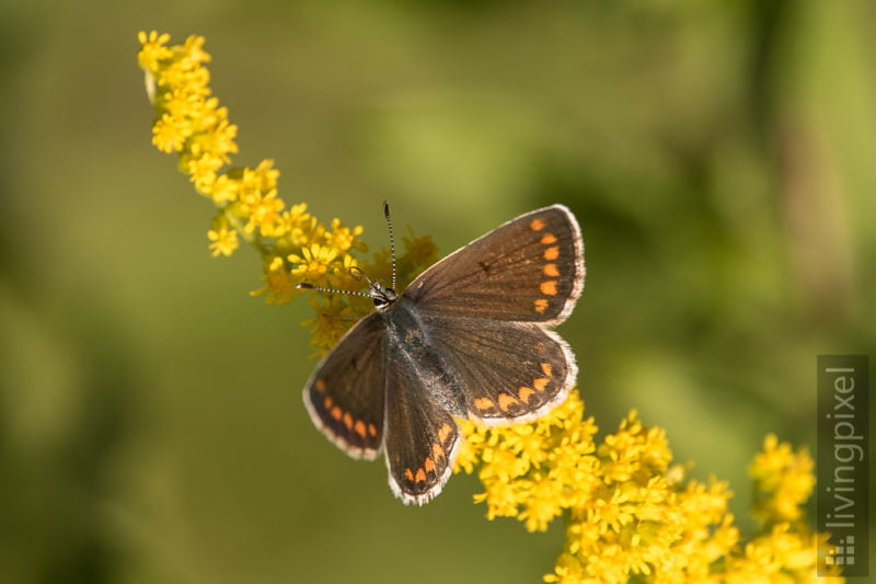 Hauhechel-Bläuling (Common blue)