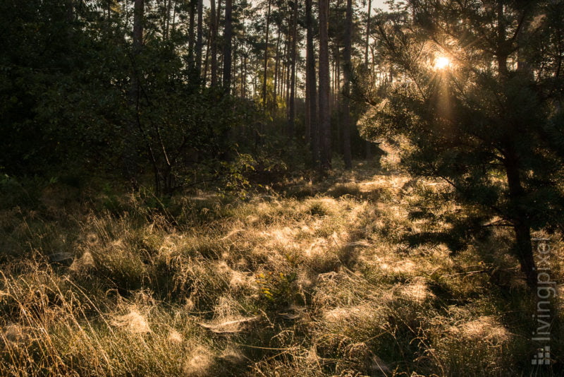 Sonnenaufgang im Herbst