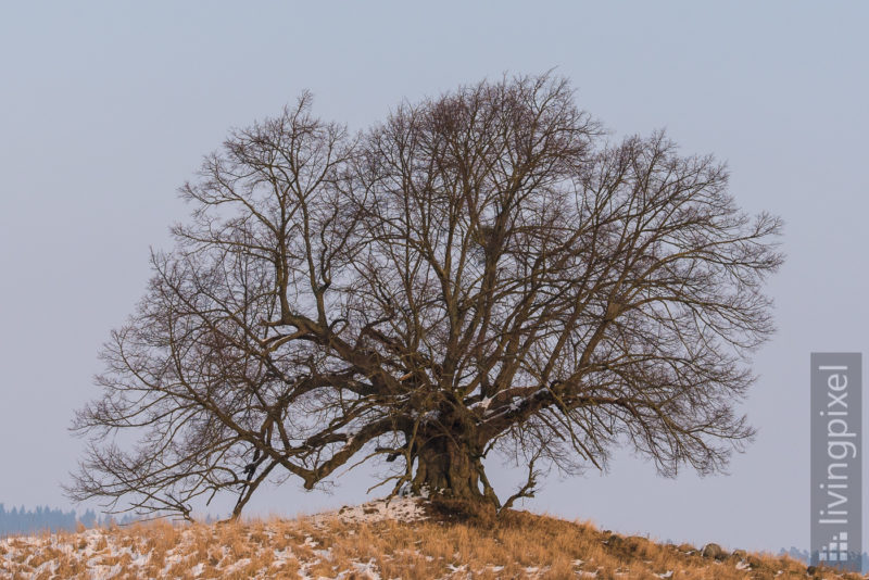 Linde (Linden tree)