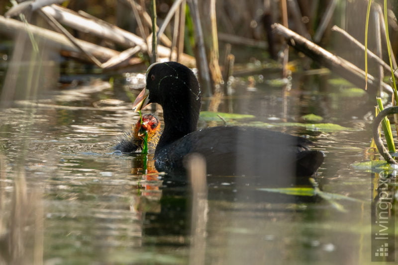 Blesshuhn (Bald coot)