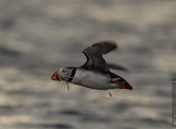 Papageitaucher (Atlantic puffin)