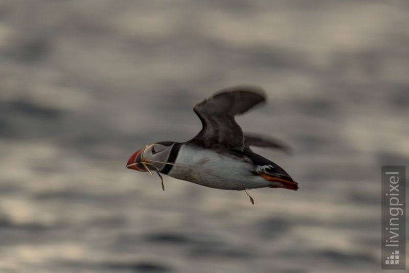 Papageitaucher (Atlantic puffin)