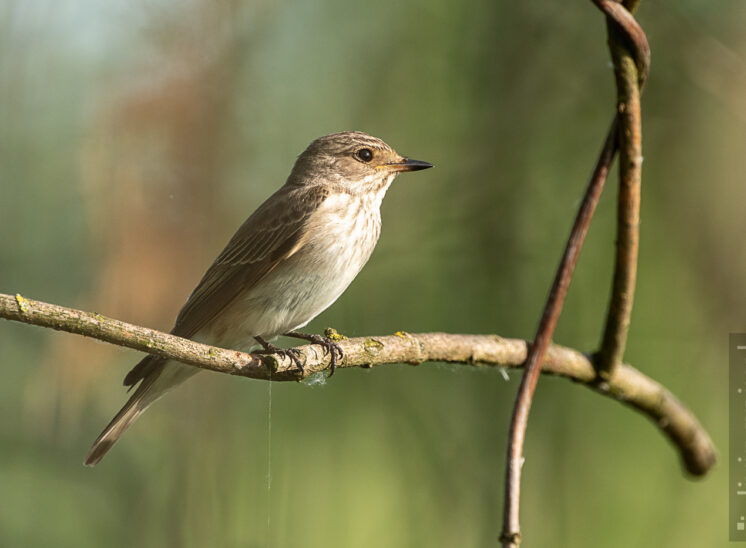 Grauschnäpper (Spotted flycatcher)