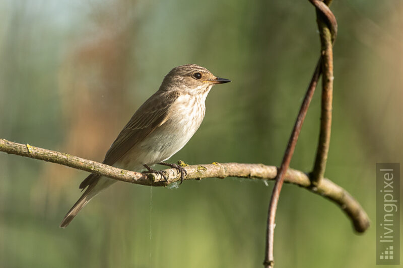 Grauschnäpper (Spotted flycatcher)