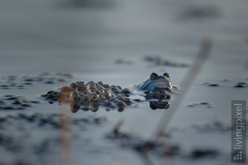 Moorfrosch (Moor frog)