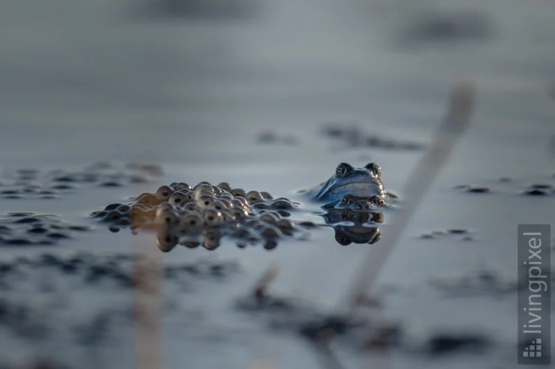 Moorfrosch (Moor frog)