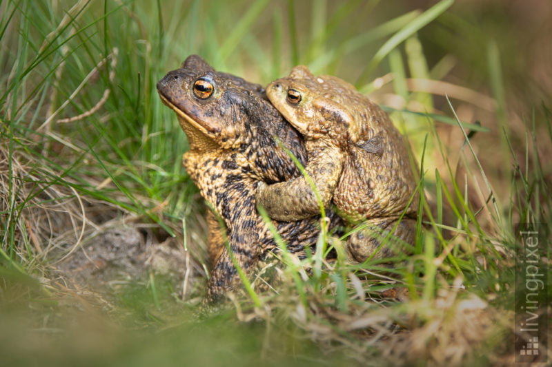 Erdkröte (Common toad)