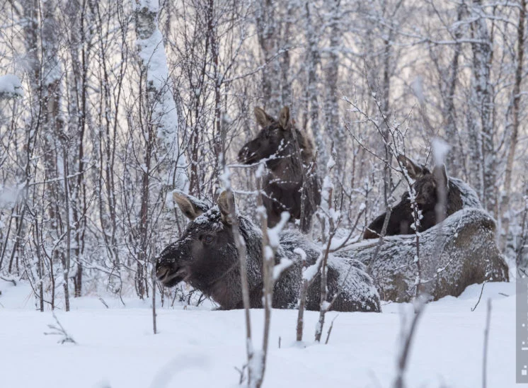 Elch (Moose)